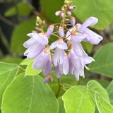 Foltz plant