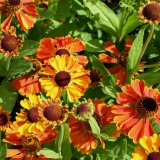 Foltz plant