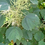 Foltz plant