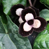 Foltz plant