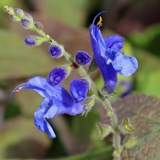 Foltz plant