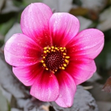 Foltz plant