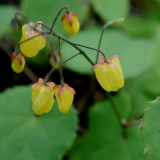 Foltz plant