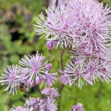 Foltz plant