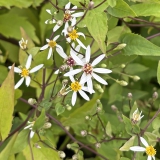 Foltz plant