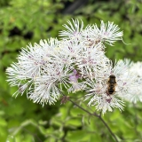 Foltz plant