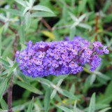 Foltz plant