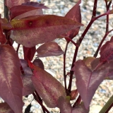 Foltz plant