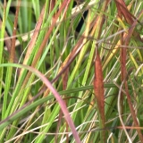 Foltz plant