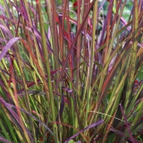 Foltz plant