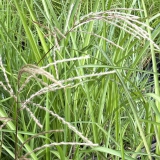 Foltz plant