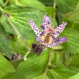 Foltz plant