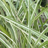 Foltz plant