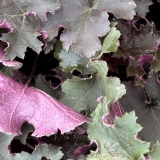 Foltz plant