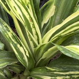 Foltz plant
