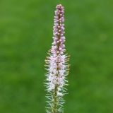 Foltz plant
