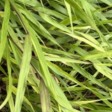 Foltz plant