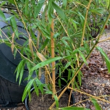 Foltz plant