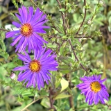 Foltz plant