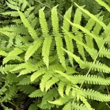 Foltz plant