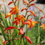 Foltz plant