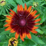 Foltz plant