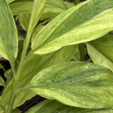 Foltz plant