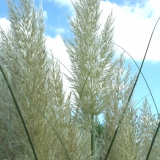 Foltz plant