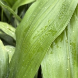 Foltz plant