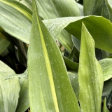 Foltz plant