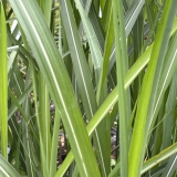 Foltz plant