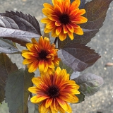Foltz plant