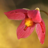 Foltz plant