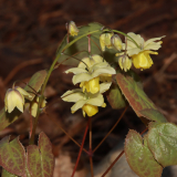 Foltz plant