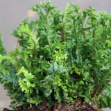 Foltz plant