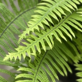 Foltz plant