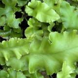 Foltz plant