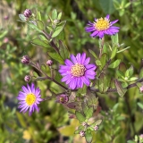 Foltz plant