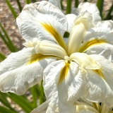 Foltz plant