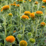 Foltz plant