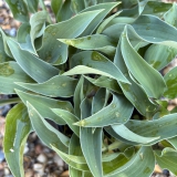 Foltz plant