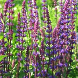 Foltz plant