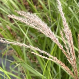 Foltz plant