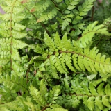 Foltz plant