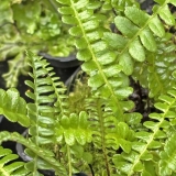 Foltz plant