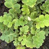 Foltz plant