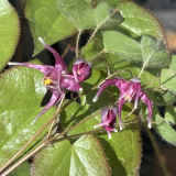 Foltz plant