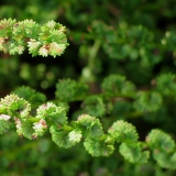 Foltz plant