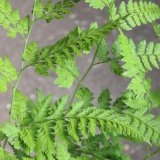 Foltz plant
