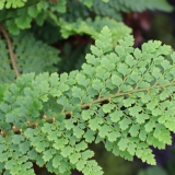 Foltz plant